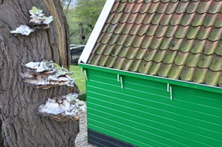 Westfriesedijk-Krabbedam